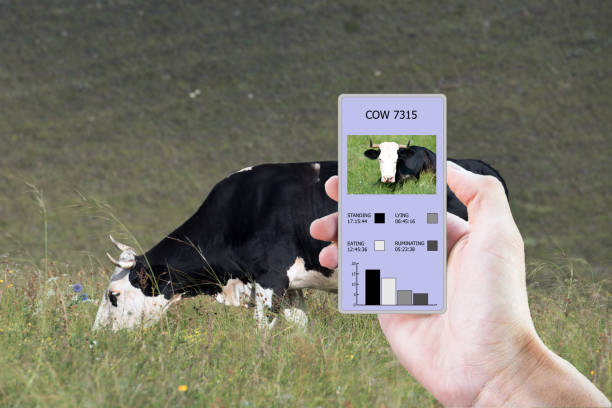Sistema de reconocimiento facial del ganado a través de una aplicación móvil.