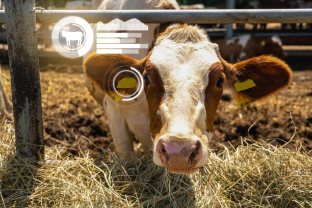 Dispositivo IoT en una vaca. Un ejemplo de la transformación digital de la ganadería.