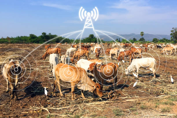 Localización gps del ganado en ganadería extensiva mediante tecnología IOT