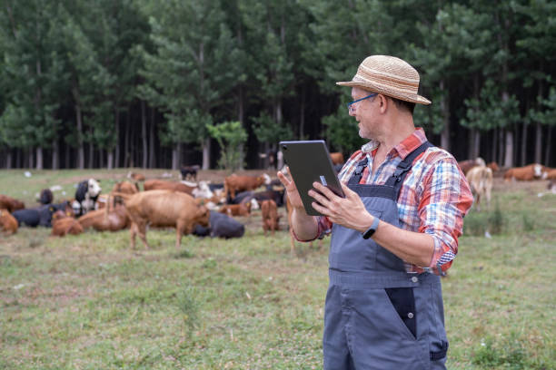 Ganadero recibiendo una notificación sobre su ganado a su dispositivo móvil 