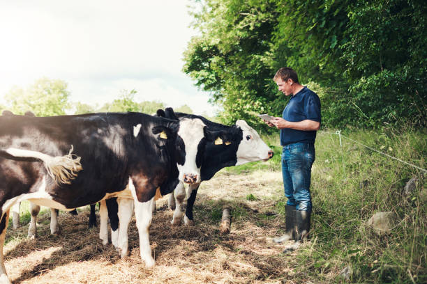 Ganadero observando el estado de salud de su ganado a través de un dispositivo móvil